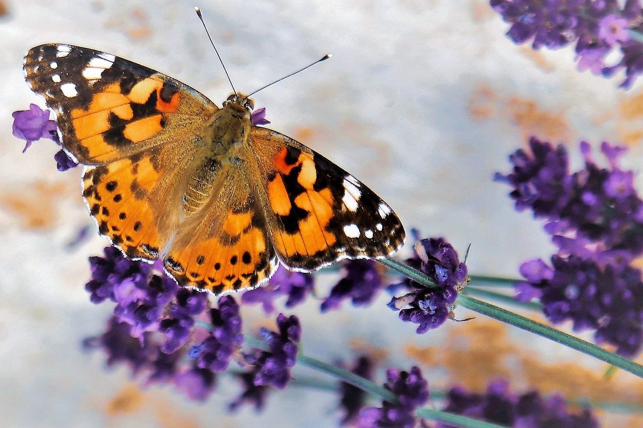 flower, butterfly, lavender-7236685.jpg